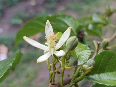 Grewia prunifolia, photographed by Dominik Maximilián Ramík