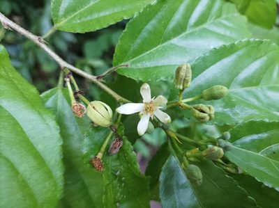 Grewia prunifolia, photographed by Dominik Maximilián Ramík