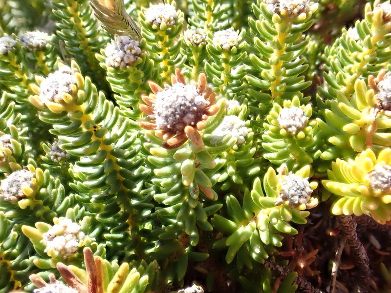 Phylica ericoides, photographed by Jean-Paul Boerekamps