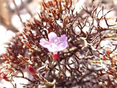 Limonium scabrum, photographed by Jean-Paul Boerekamps