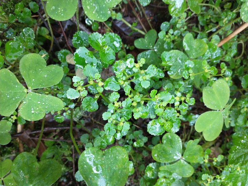Chrysosplenium glechomifolium, photographed by Drew Meyer