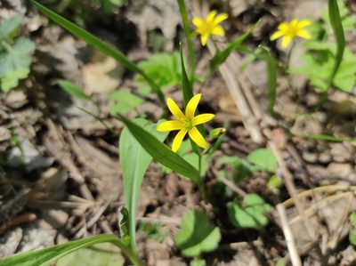 Gagea granulosa, photographed by Valentin Kosterin