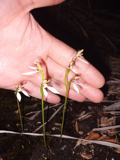 Eriochilus pulchellus, photographed by Em Lamond
