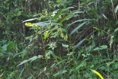 Polygonatum falcatum, photographed by harum.koh