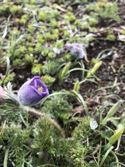 Pulsatilla violacea, photographed by Yuliana Leshchenko