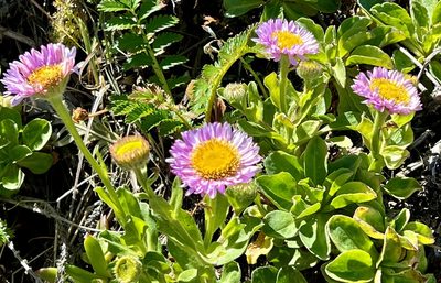Erigeron glaucus, photographed by Chuck Wilson