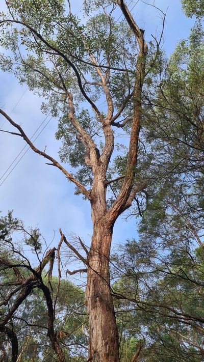 Eucalyptus resinifera, photographed by Petra Holland