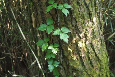 Toxicodendron orientale, photographed by harum.koh