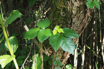 Toxicodendron orientale, photographed by harum.koh