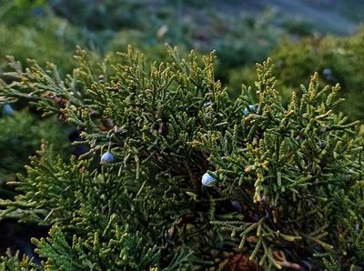 Juniperus sabina, photographed by Oksana Antipova