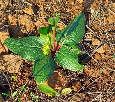 Verbascum phoeniceum, photographed by Oksana Antipova