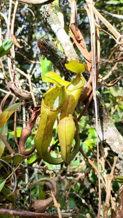 Nepenthes sanguinea, photographed by Cheongweei Gan