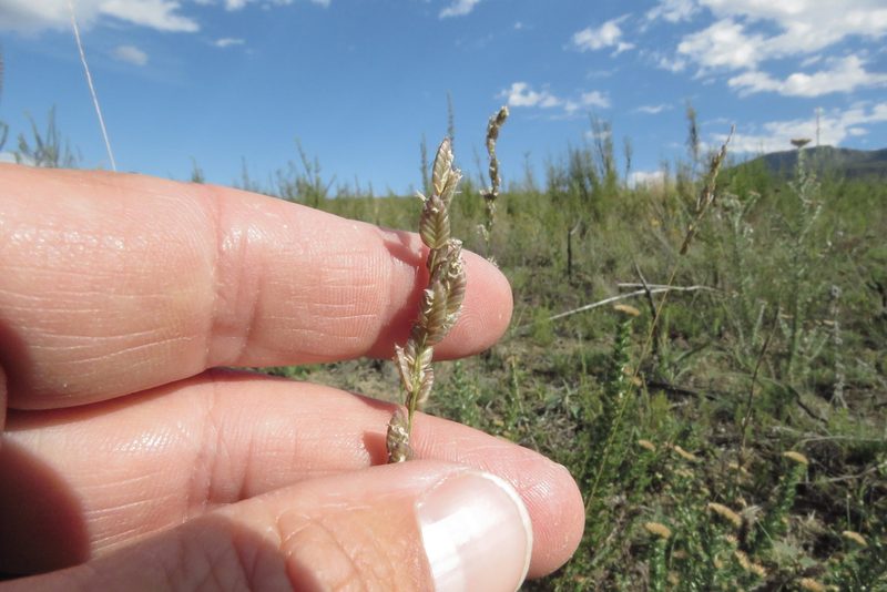 Eragrostis capensis, photographed by Paul Emms