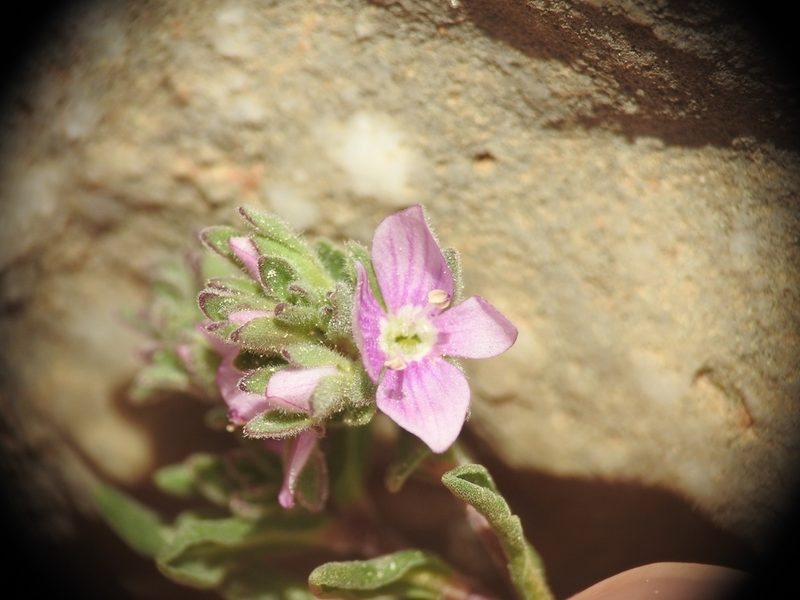 Veronica thymifolia, photographed by Yves Bas