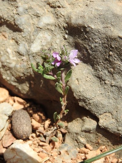 Veronica thymifolia, photographed by Yves Bas