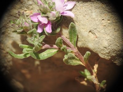 Veronica thymifolia, photographed by Yves Bas