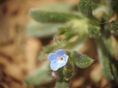 Buglossoides incrassata, photographed by Yves Bas