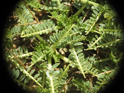Astragalus angustifolius, photographed by Yves Bas
