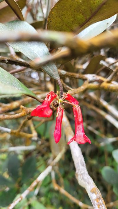 Rhododendron malayanum, photographed by Cheongweei Gan