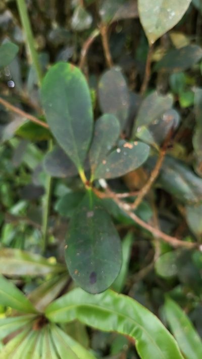 Rhododendron malayanum, photographed by Cheongweei Gan