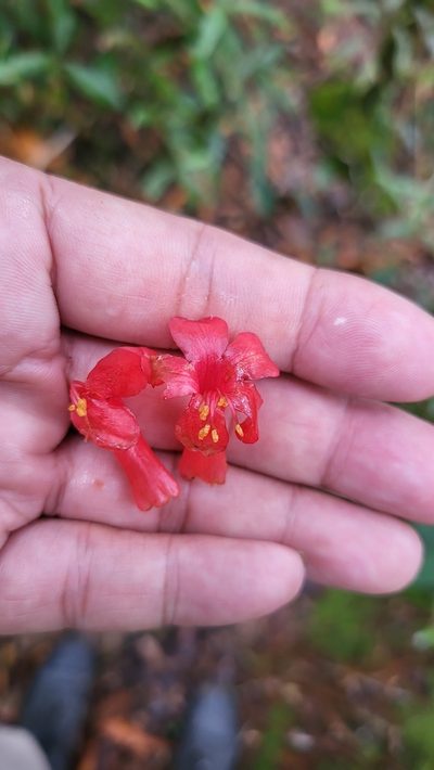 Rhododendron malayanum, photographed by Cheongweei Gan