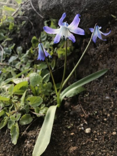 Scilla rosenii, photographed by Yuliana Leshchenko