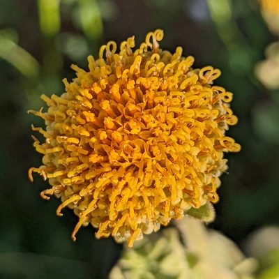 Geraea viscida, photographed by James Fowler