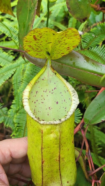 Nepenthes sanguinea, photographed by Cheongweei Gan