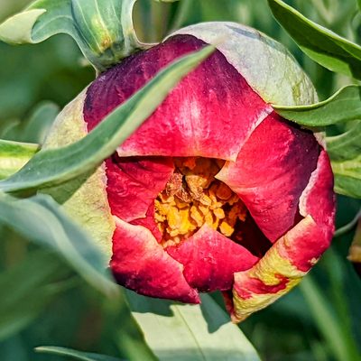 Paeonia californica, photographed by James Fowler