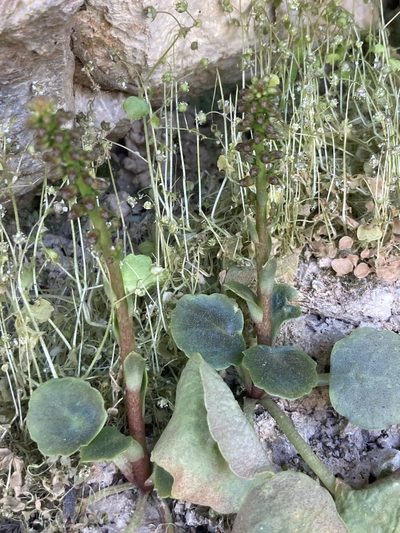 Saxifraga hederacea, photographed by Andre Hosper