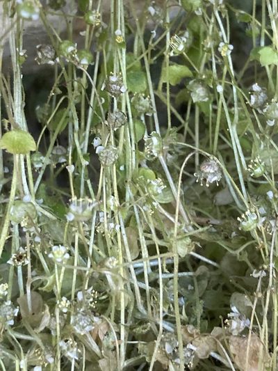 Saxifraga hederacea, photographed by Andre Hosper