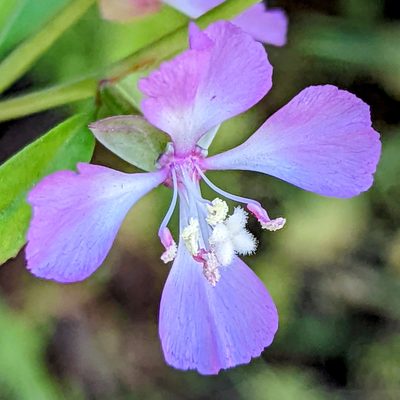 Clarkia delicata, photographed by James Fowler