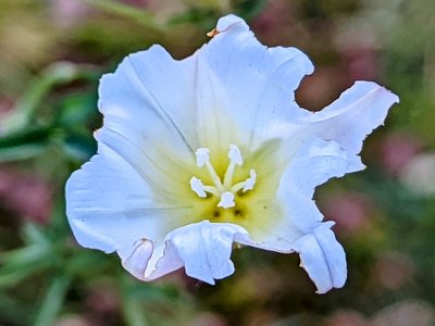 Calystegia macrostegia, photographed by James Fowler