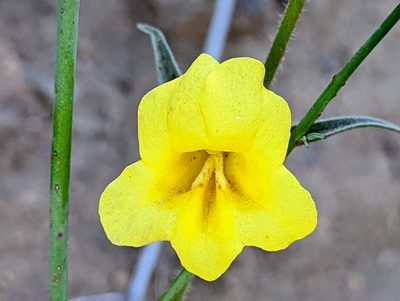 Diplacus brevipes, photographed by James Fowler
