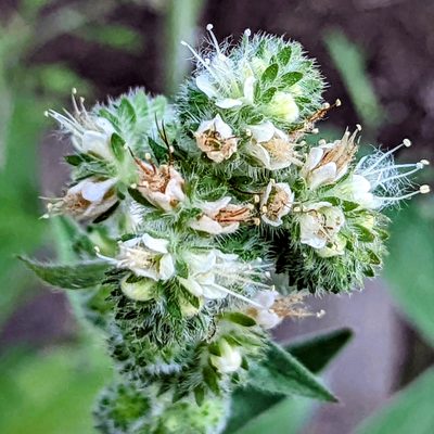 Phacelia imbricata, photographed by James Fowler