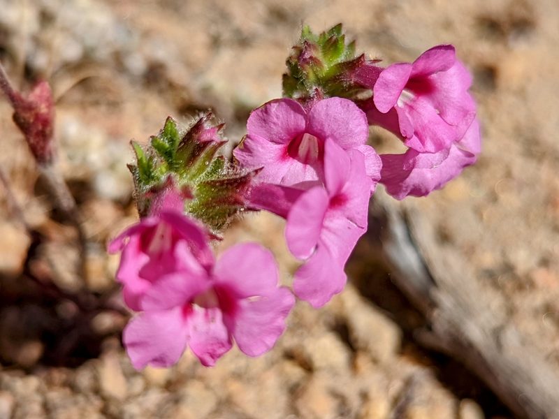 Diplacus fremontii, photographed by James Fowler
