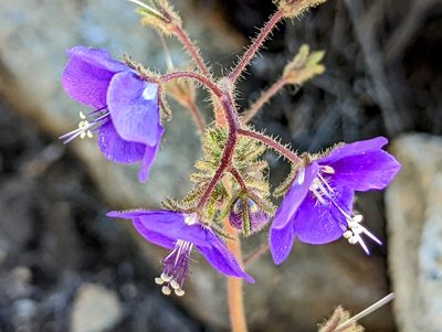 Phacelia parryi, photographed by James Fowler