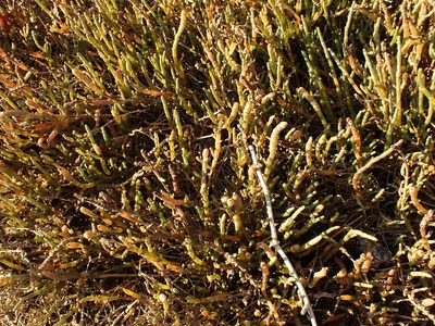 Salicornia quinqueflora, photographed by Javier