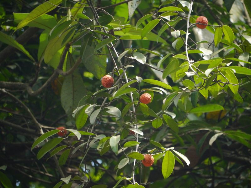 Salacia macrosperma, photographed by Dinesh Valke