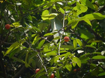 Salacia macrosperma, photographed by Dinesh Valke