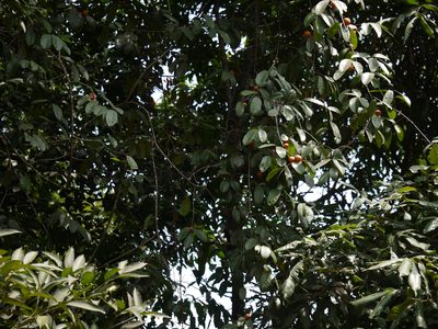 Salacia macrosperma, photographed by Dinesh Valke