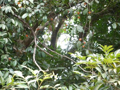 Salacia macrosperma, photographed by Dinesh Valke