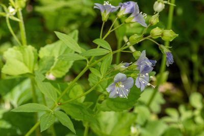 Polemonium reptans, photographed by David Eberly