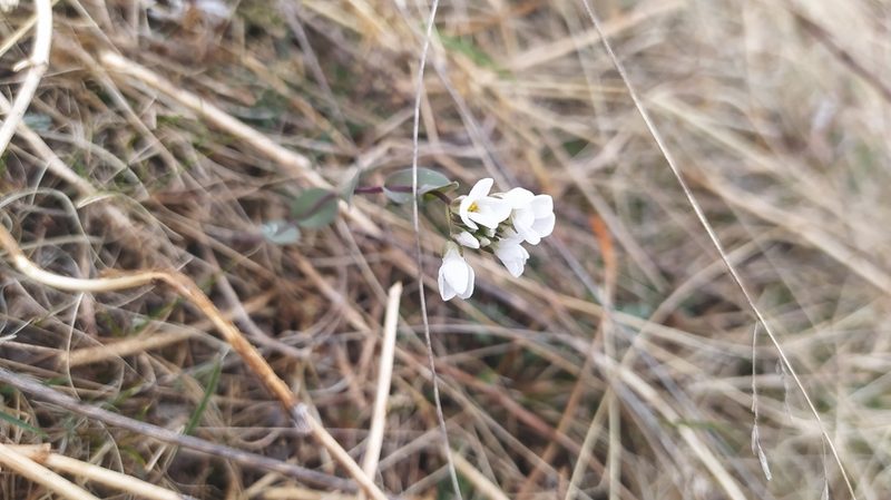 Noccaea thlaspidioides, photographed by Ochirnima Nimaev