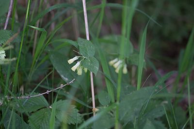 Symphytum tuberosum, photographed by David Sandler