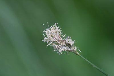 Carex brizoides, photographed by David Sandler