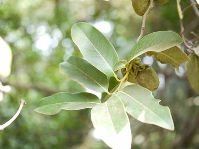 Diospyros paniculata, photographed by Dinesh Valke