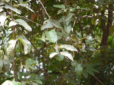 Diospyros paniculata, photographed by Dinesh Valke