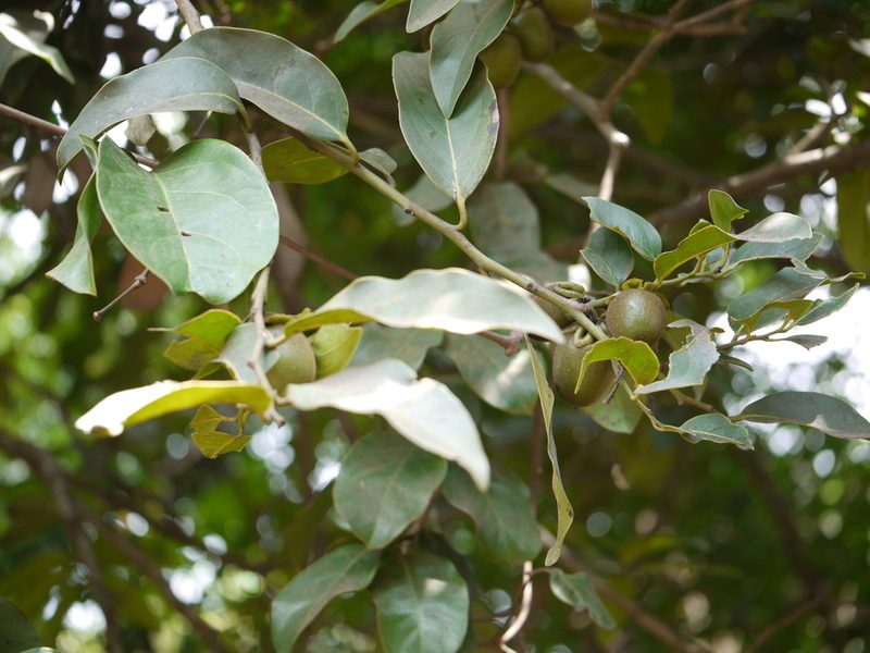 Diospyros paniculata, photographed by Dinesh Valke
