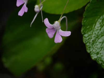 Impatiens acaulis, photographed by Dinesh Valke